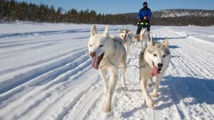 Lapland Husky Trail 2023 